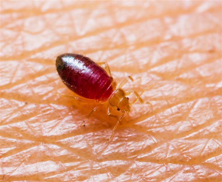 Bed Bugs Treatment And Removal